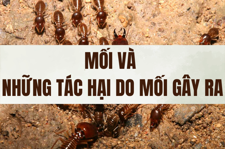 Mối và tác hại